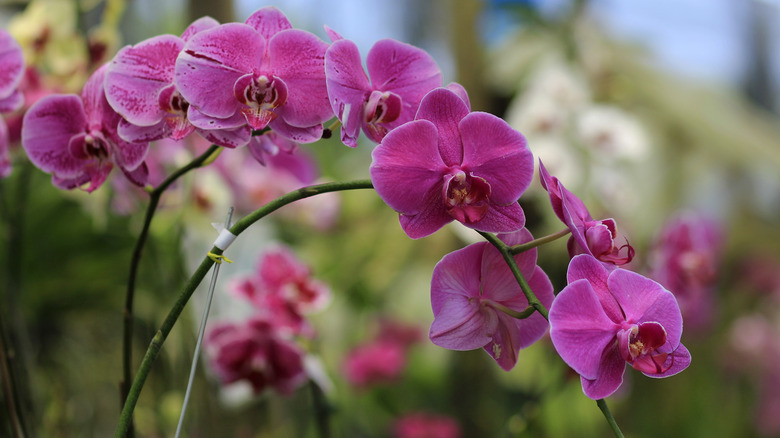 Close-up view of a pink orchid