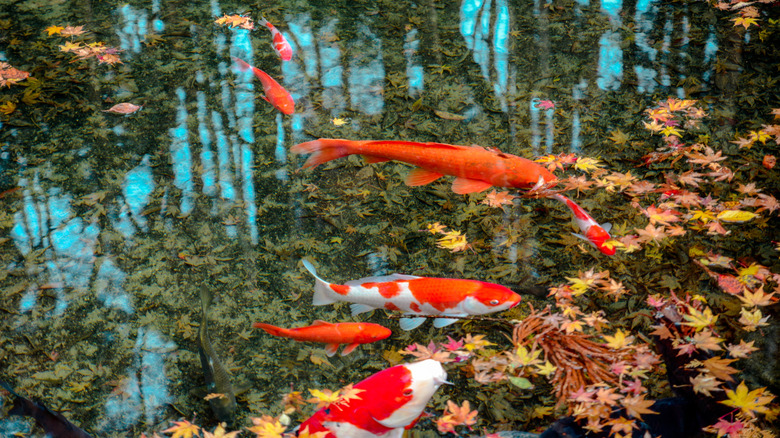 koi pond full of leaves