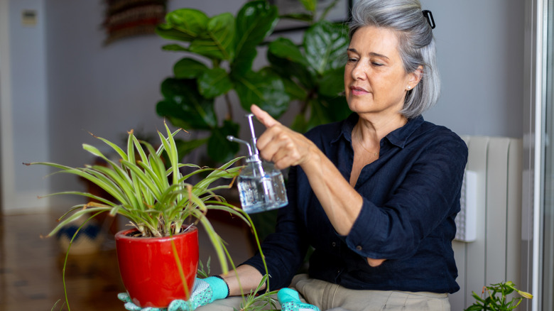 A woman misting a spider plant in a red pot
