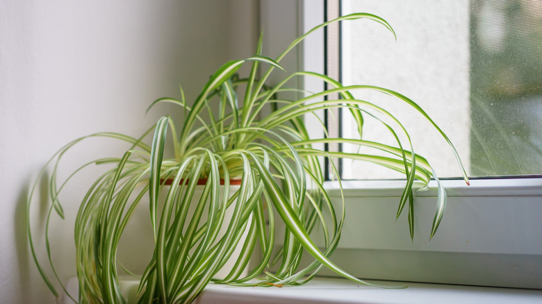 A spider plant sitting on a windowsill in a white pot