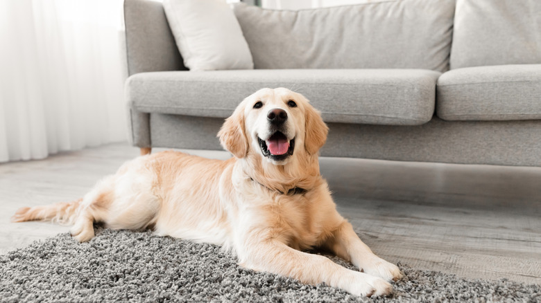 Golden retriever dog lying on carpet in front of a sofa