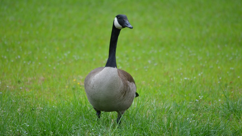 Goose walking on lawn