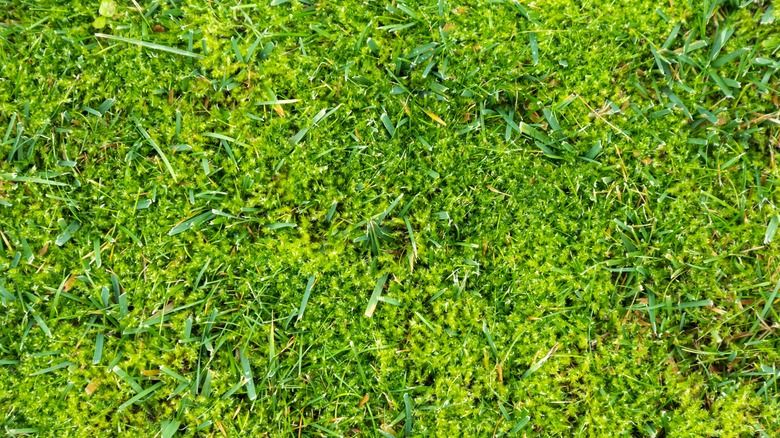 Moss growing on grass