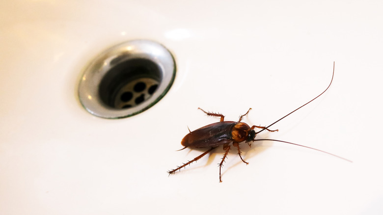 Close-up of a cockroach in a sink