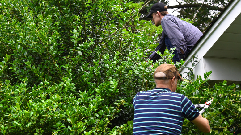 Two men trimming overgrown bushes around home