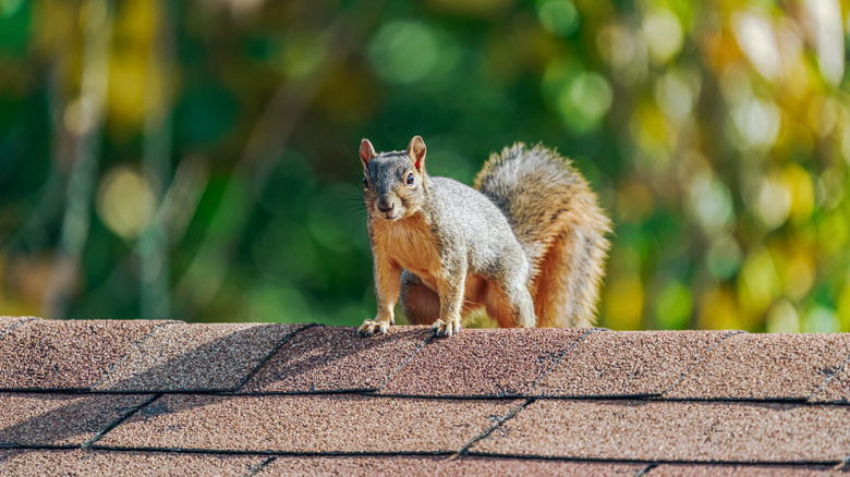 Squirrel standing on roof