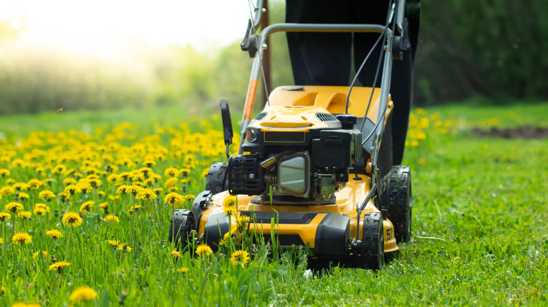 Someone mowing a lawn with dandelions in it