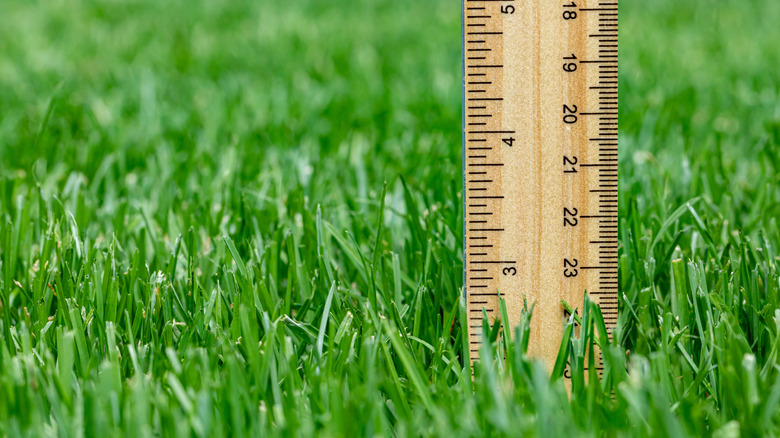 A wooden ruler measuring grass length