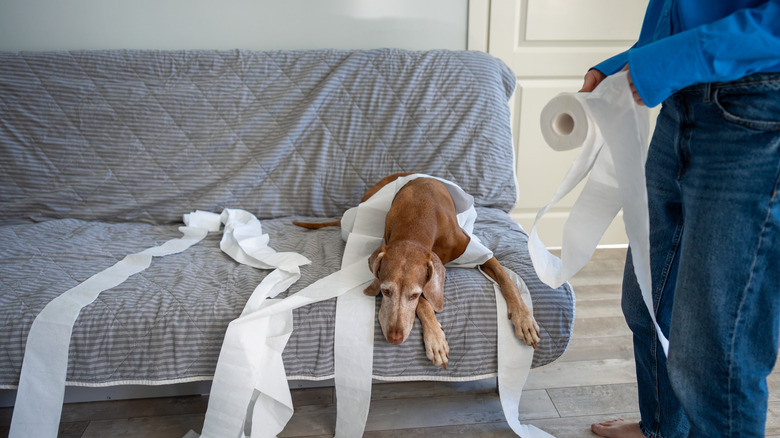 A naughty dog covered in toilet paper on a sofa with a person holding the remainder of the roll