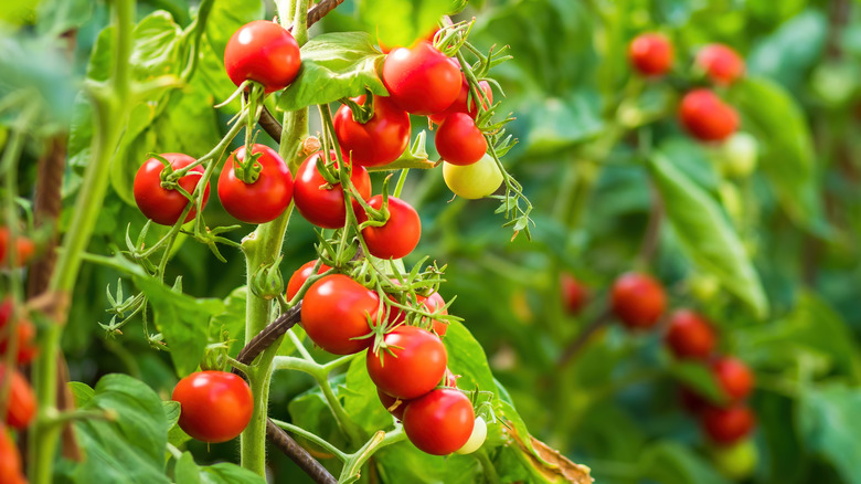 tall tomato plants in garden