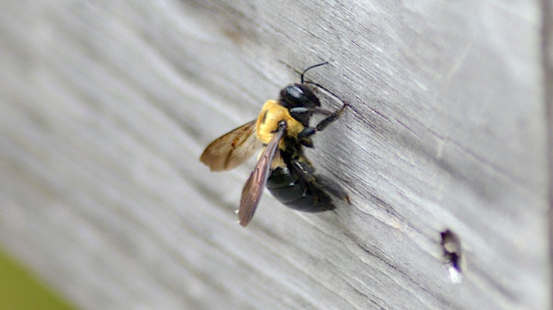 carpenter bee clinging to gray weathered wood board
