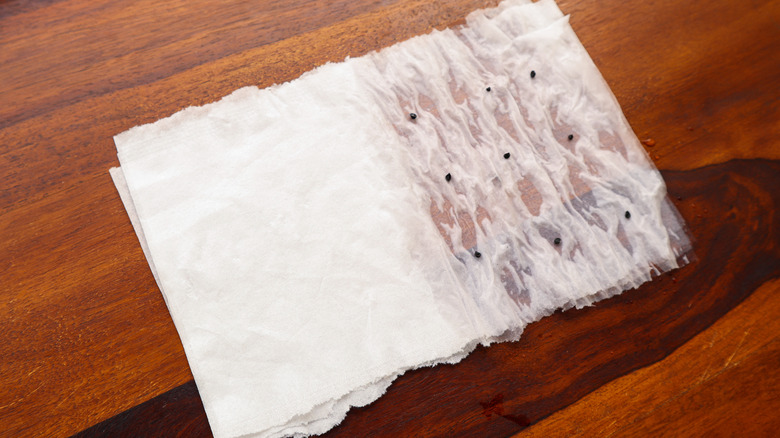 seeds on a paper towel