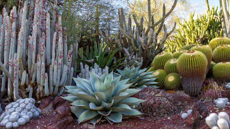 The Simple Plan To Help You Build A Cactus Garden In Nearly No Time