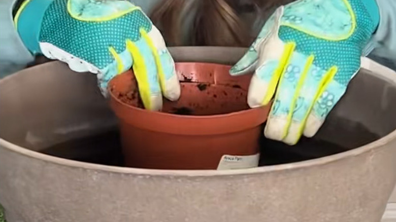 A woman wearing gardening gloves is placing a nursery pot inside a bigger planter
