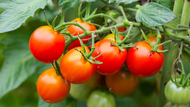 Cluster of healthy red tomatoes against bright green foliage