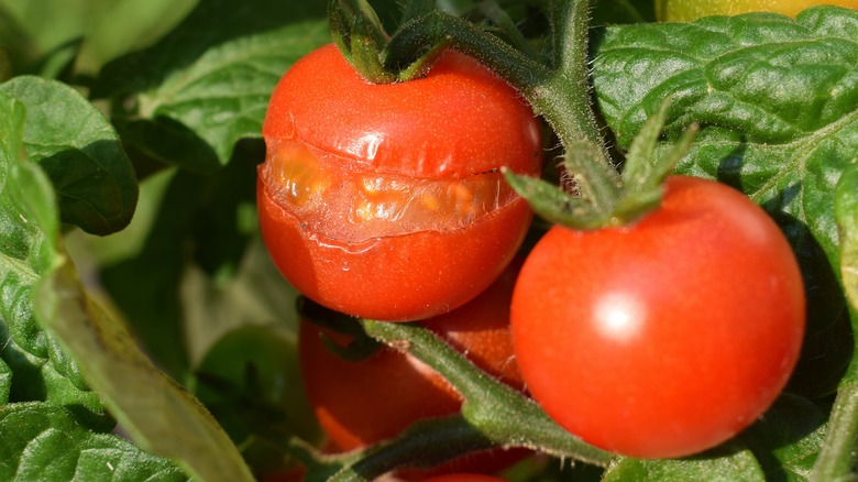 Ripened split tomatoes on vine with bright green foliage
