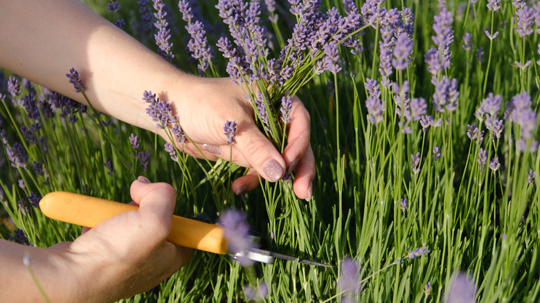A pair of yellow pruning sheers cut purple lavender flowers.