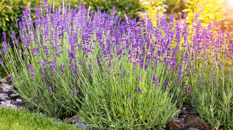 A group of lavender plants bloom at the corner of a garden.
