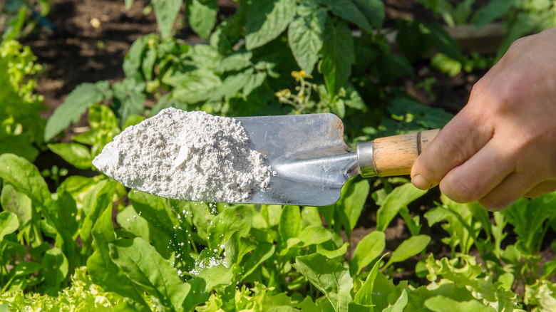 Diatomaceous earth powder on spade in garden