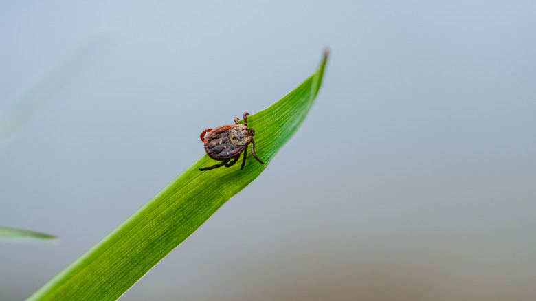 Tick crawling on blade of grass