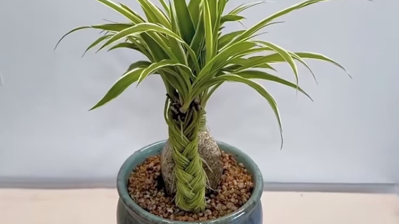 A spider plant with braided roots in a blue-gray pot