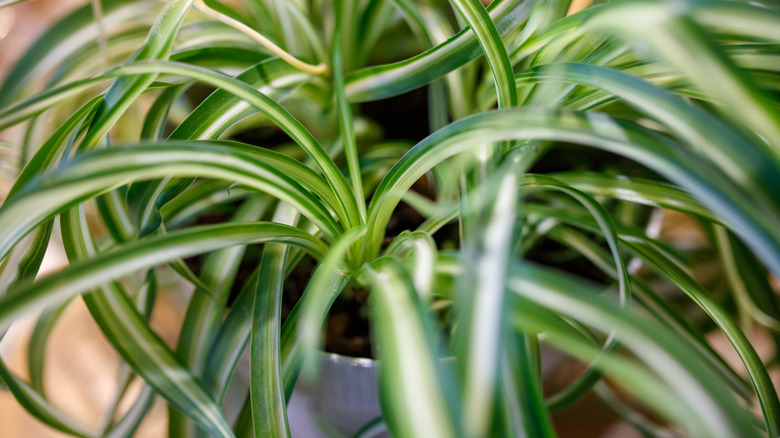 A close-up image of a spider plant in a pot