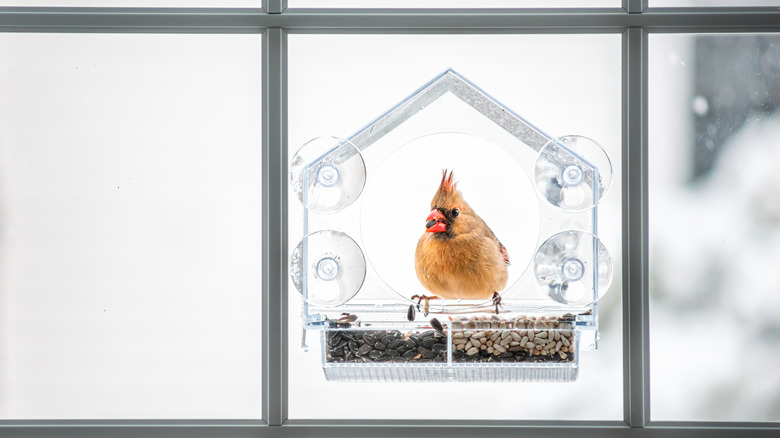 Cardinal perched on window bird feeder