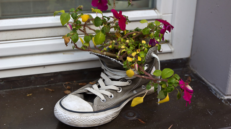 plant growing in sneaker