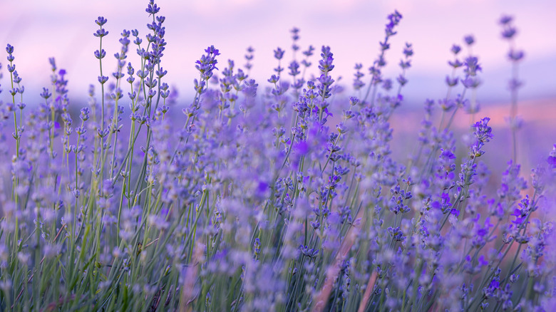 Purple-flowered lavender grows en masse in a field