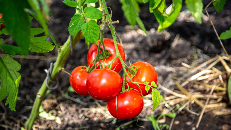 Tomatoes on the vine are red and ready to pick.