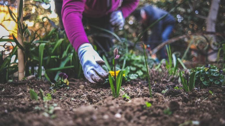 A gardening tending to the soil around their irises