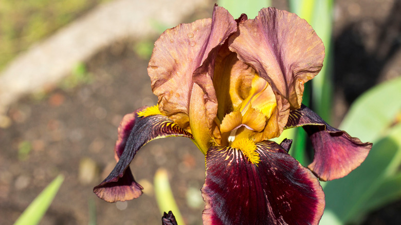 A bearded iris that's in bloom but wilting