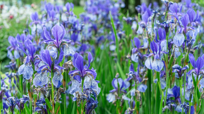A patch of purple irises growing high in a garden