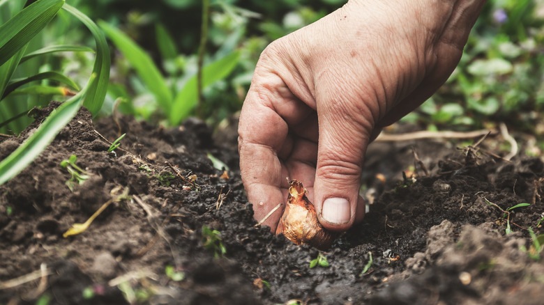 A close-up of someone planting a tulip bulb in their garden