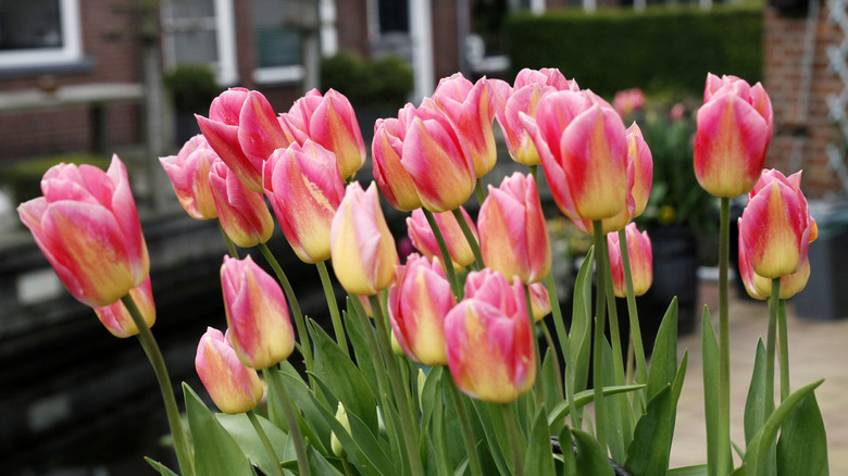 Tulips thriving in a planter in someone's garden