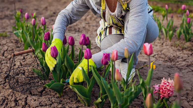 Someone trimming healthy-looking tulips from their garden