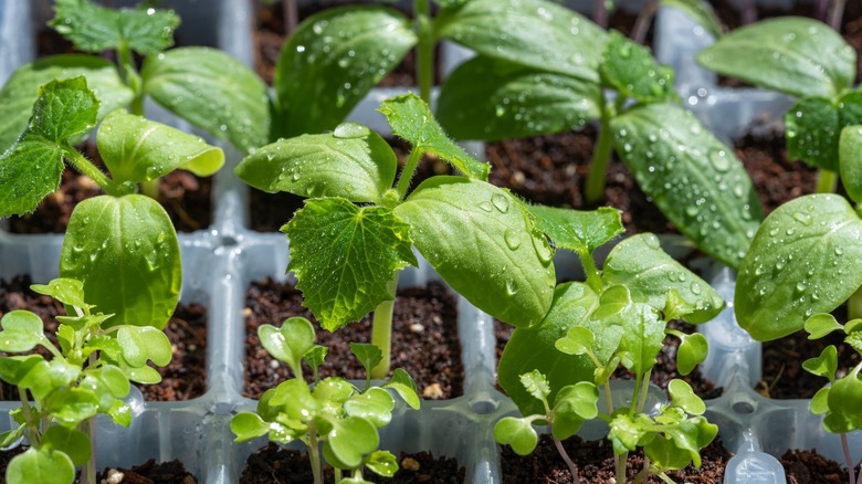 seedlings in a plastic tray