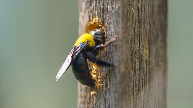 carpenter bee drilling hole in wood post