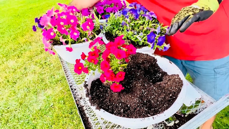 Person repotting petunias into white planters
