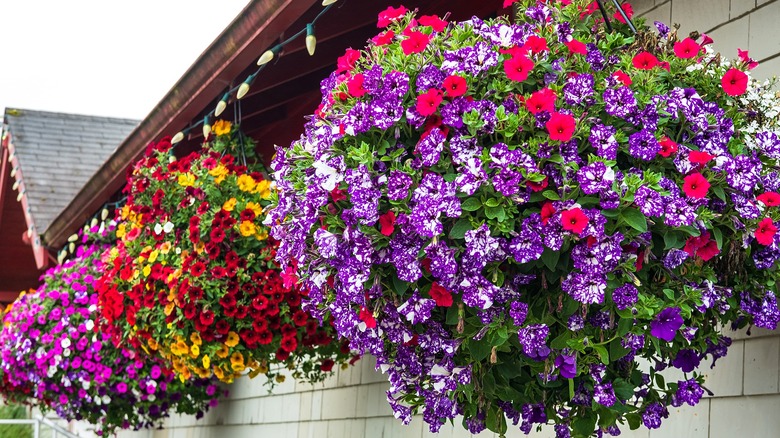Three hanging baskets of petunias