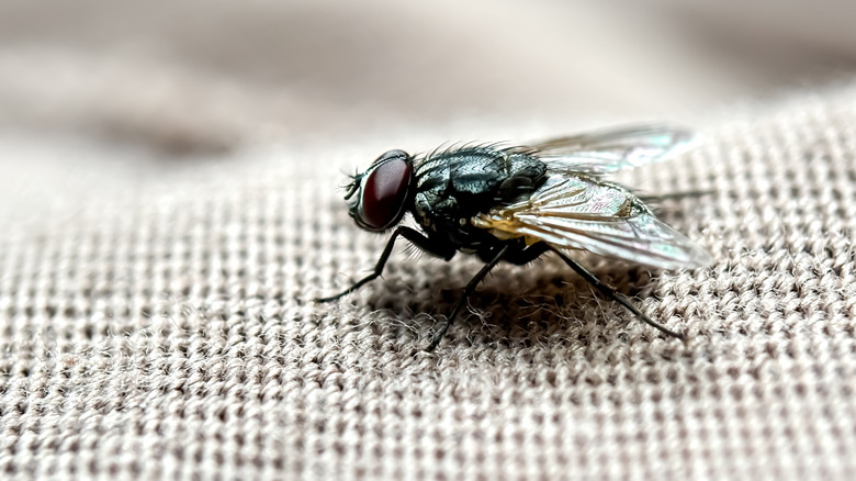 Close-up of a house fly landed on fabric