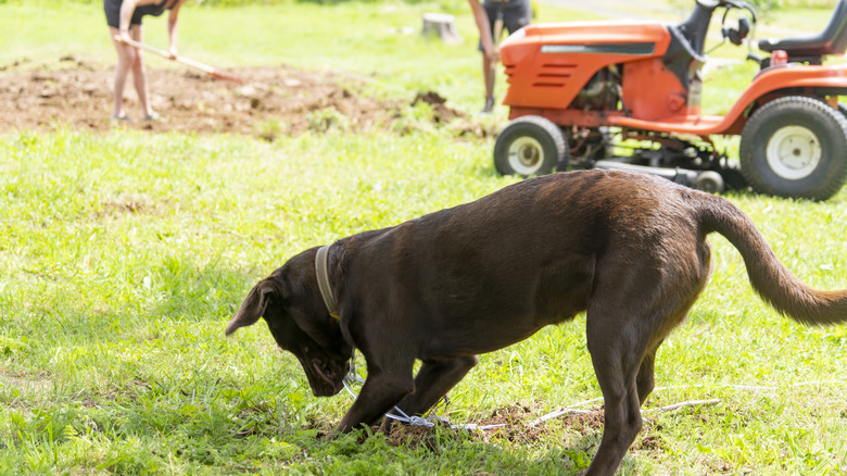 A dog digging in a garden with family working behind him.