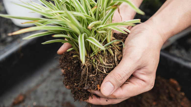 A person holding a spider plant out of its pot
