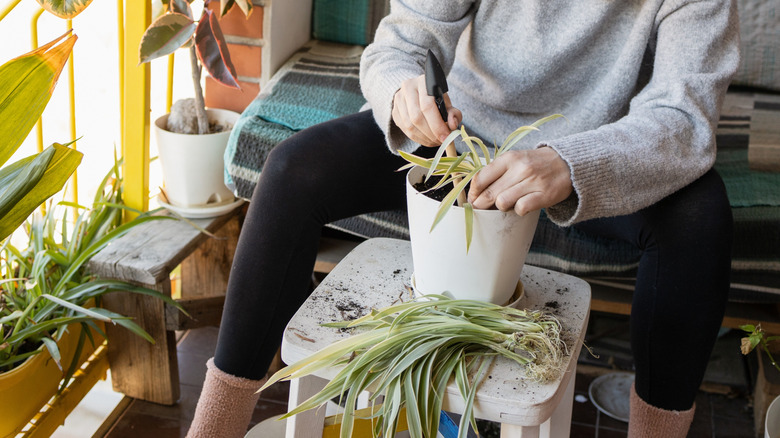 A woman tending to a spider plant