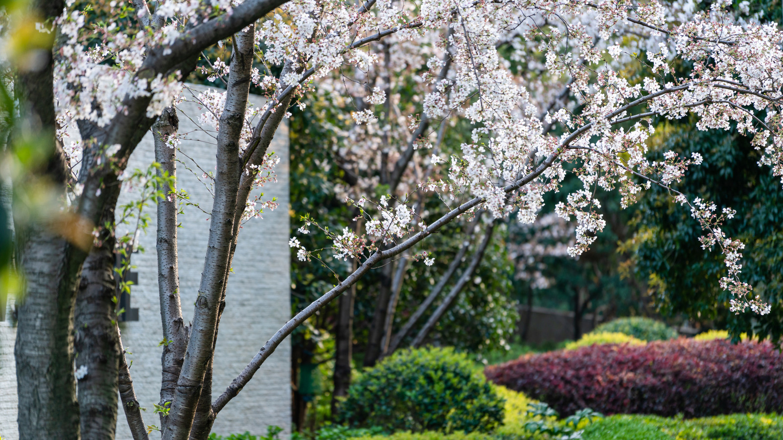 The Simple Springtime Addition That Will Make Your Cherry Blossoms Thrive