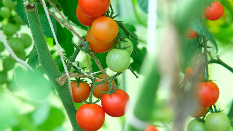 A tomato plant held up by string