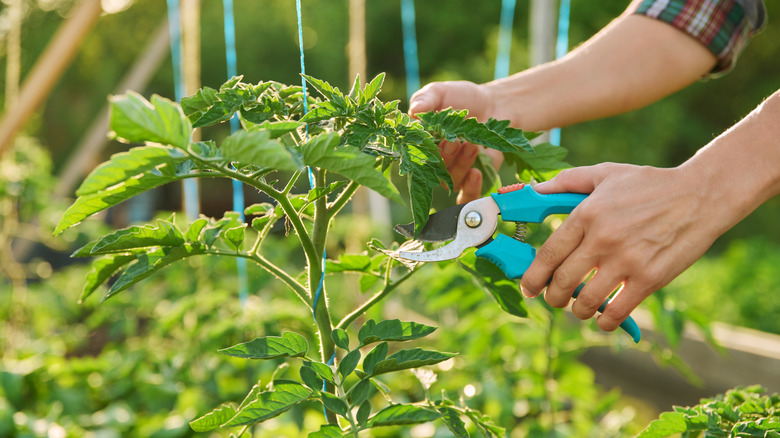 A gardener pruning a tomato plant.