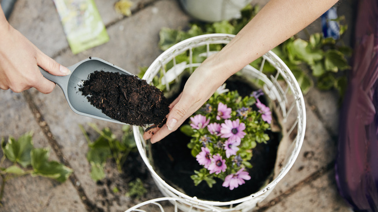 planting pink flowers in white plastic hanging pot
