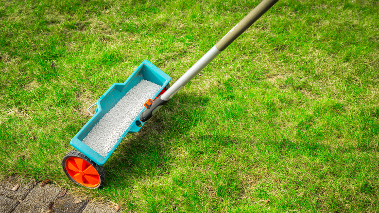 lawn spreader dispersing sugar