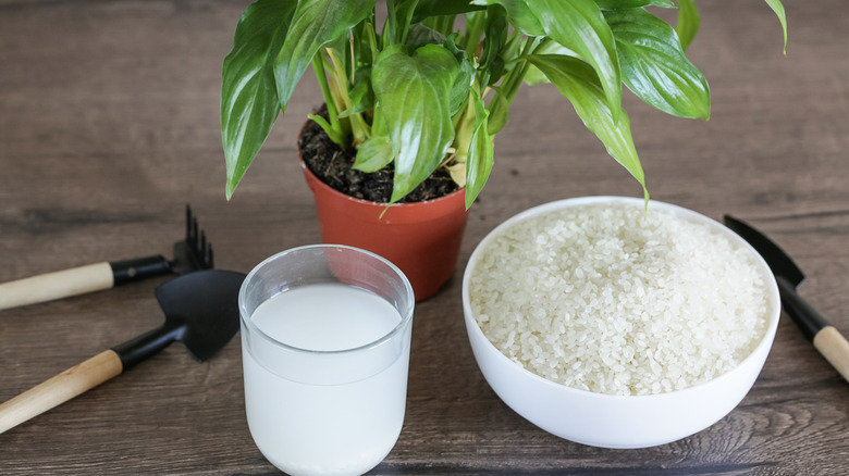 Rice water in a cup near a potted plant, a bowl of rice, and small garden tools on a wood table
